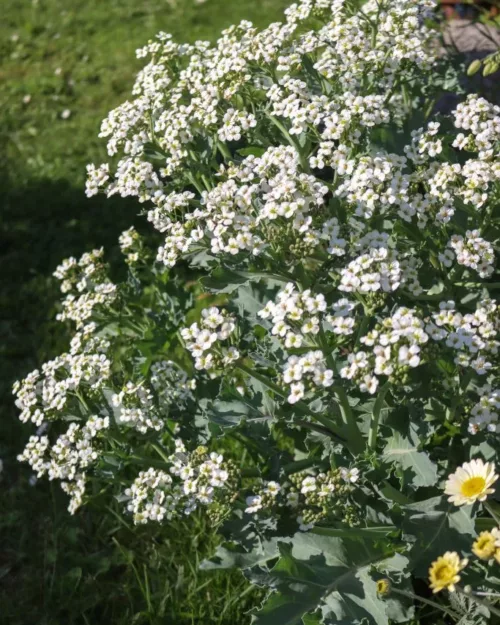 Crambe maritima, Meerkohl