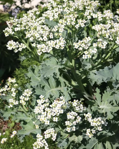 Crambe maritima, Meerkohl