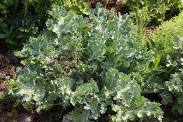 Crambe maritima, Meerkohl