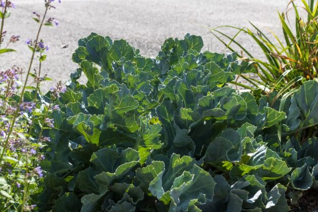 Crambe maritima, Meerkohl