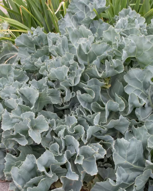 Crambe maritima, Meerkohl