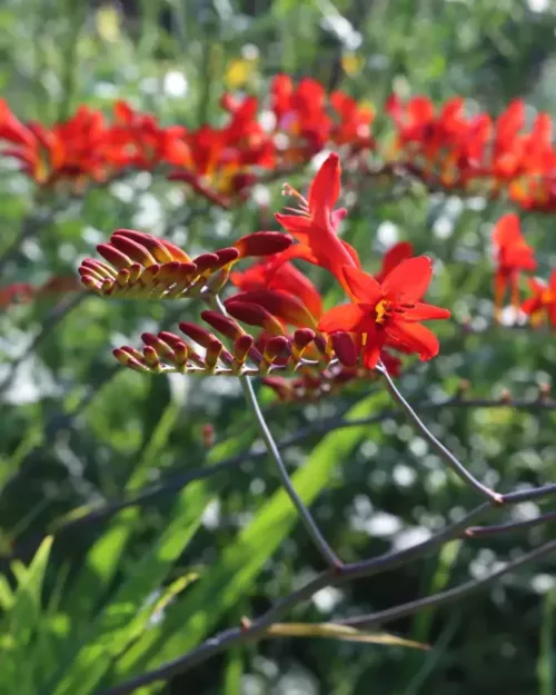 Crocosmia x crocosmiiflora 'Lucifer', Crocosmie