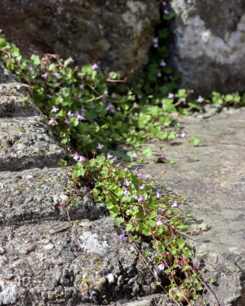 Cymbalaria muralis, Zimbelkraut