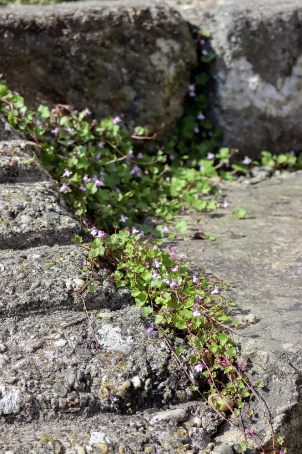 Cymbalaria muralis, Zimbelkraut