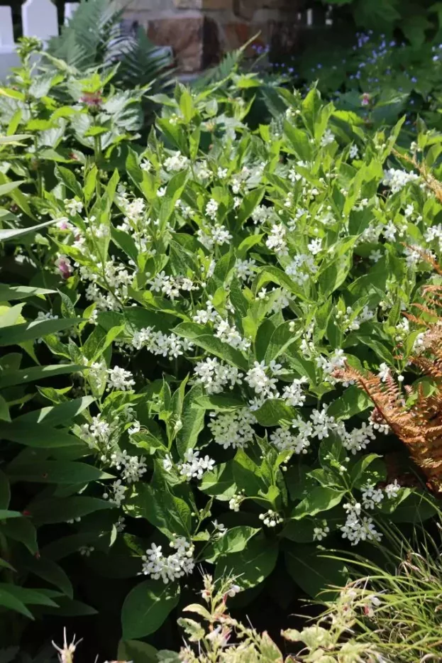 Cynanchum ascyrifolium, Chinesische Schwalbenwurz