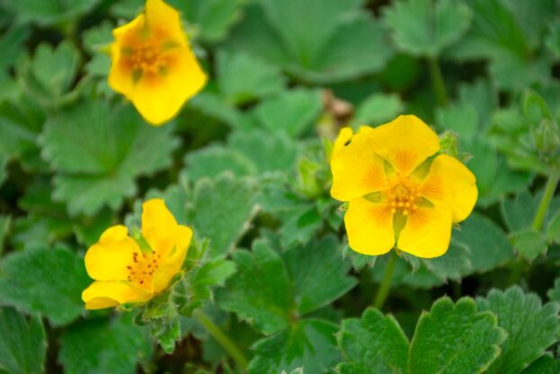 Potentilla megalantha - Großblütiges Fingerkraut