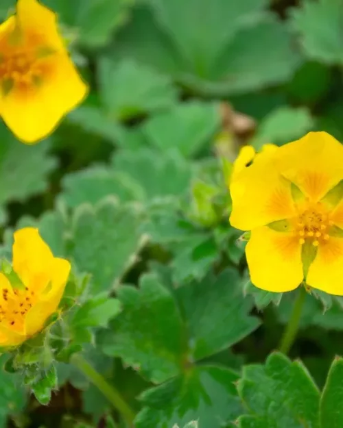 Potentilla megalantha - Großblütiges Fingerkraut