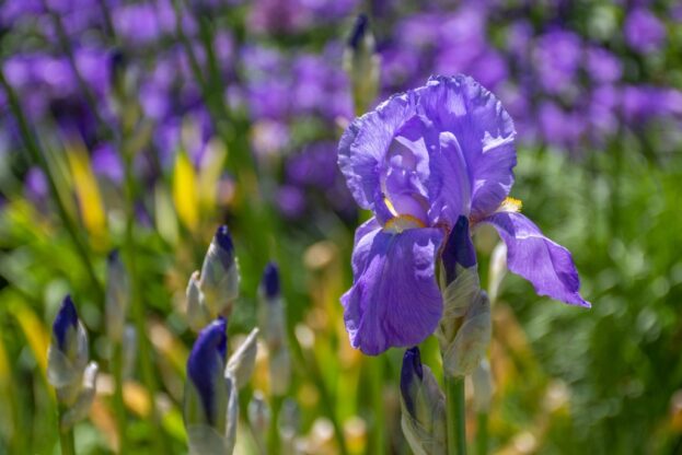 Iris pallida 'Aureovariegata', Ungarische Schwertlilie