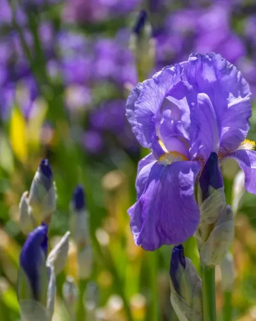 Iris pallida 'Aureovariegata', Ungarische Schwertlilie