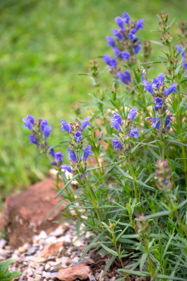 Dracocephalum ruyschiana, Nordischer Natternkopf