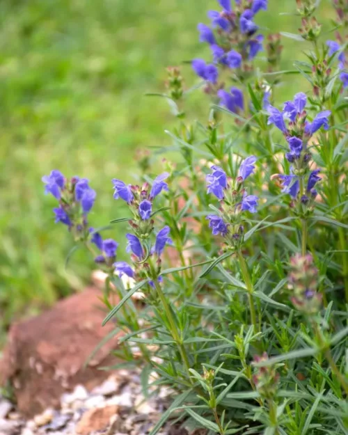 Dracocephalum ruyschiana, Nordischer Natternkopf