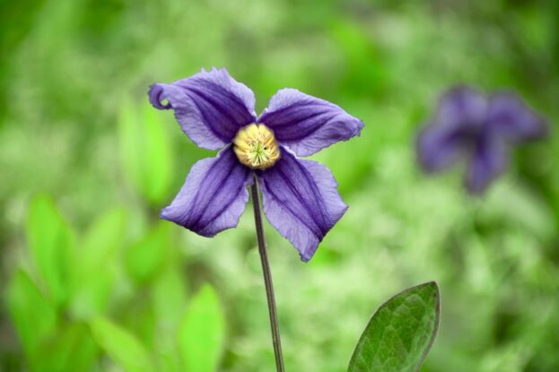 Clematis integrifolia, Stauden-Waldrebe