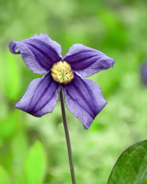 Clematis integrifolia, Stauden-Waldrebe