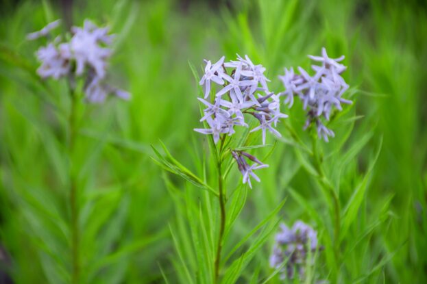 Amsonia 'Halfway to Arkansas'