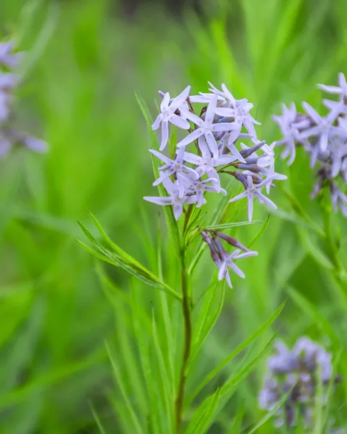 Amsonia 'Halfway to Arkansas'