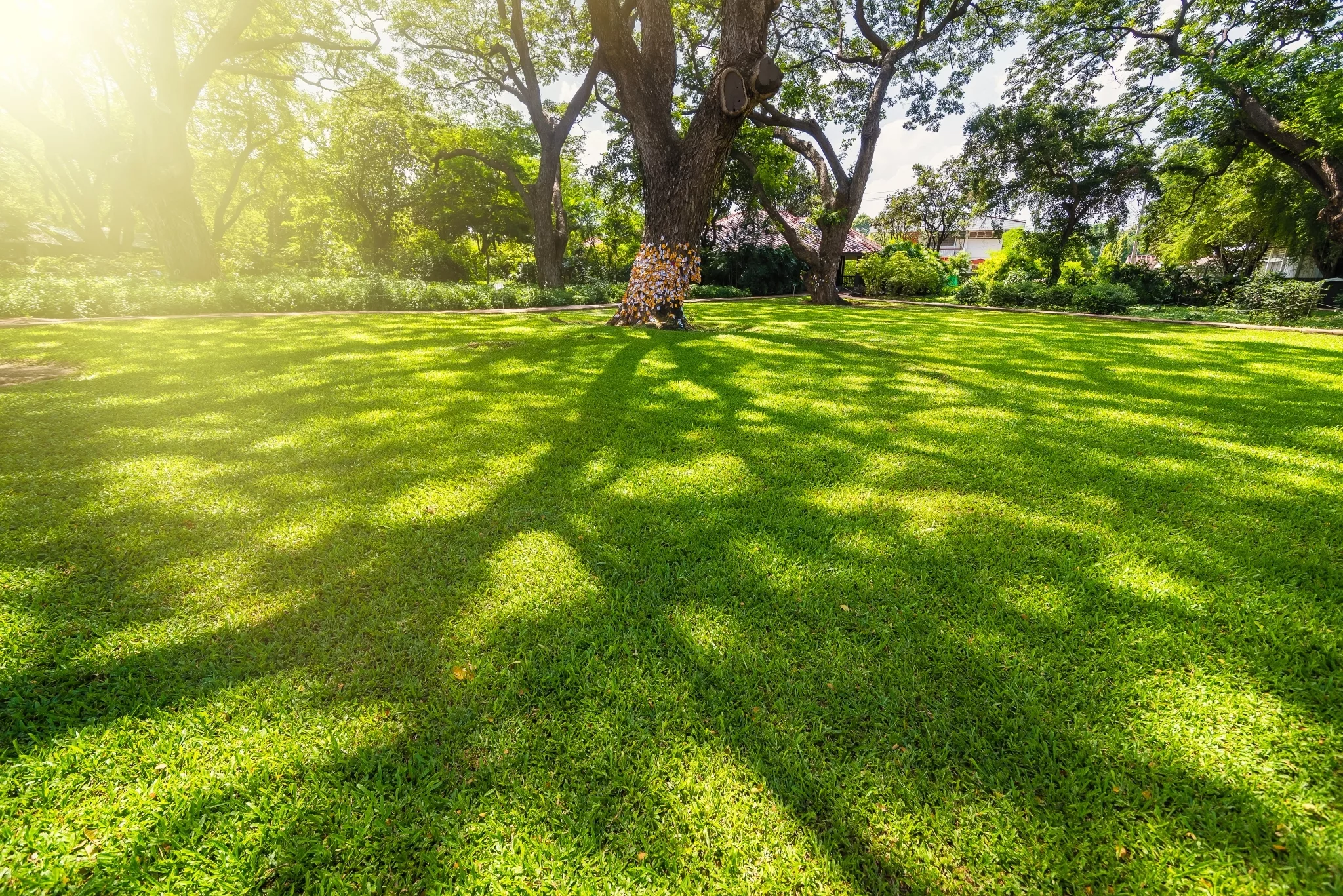 Dappled Shade jpg Gefiltertes Licht