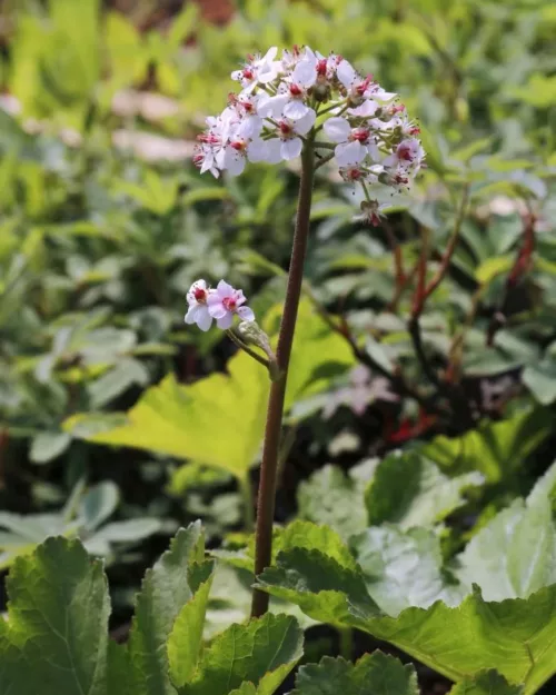 Darmera peltata, Schildblatt