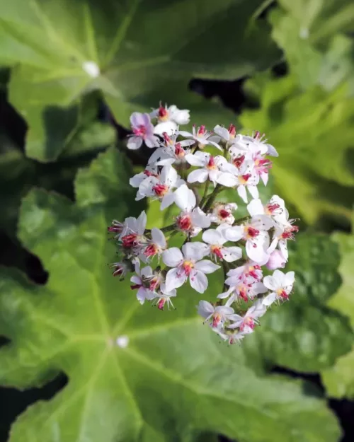 Darmera peltata, Schildblatt