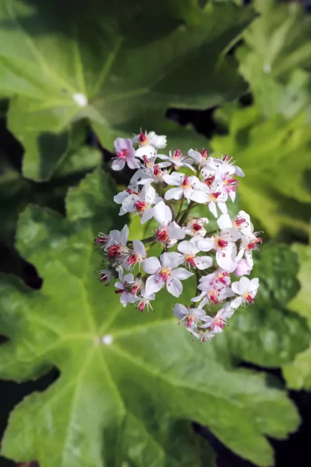 Darmera peltata, Schildblatt