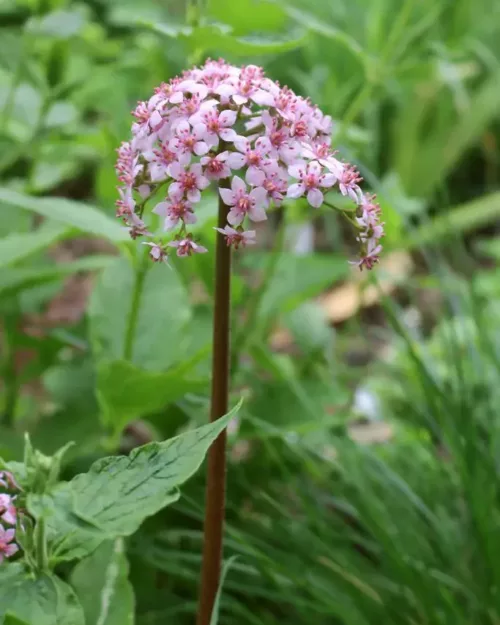 Darmera peltata, Schildblatt