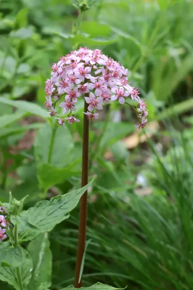 Darmera peltata, Schildblatt