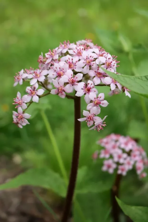 Darmera peltata, Schildblatt