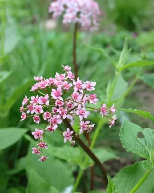 Darmera peltata, Schildblatt