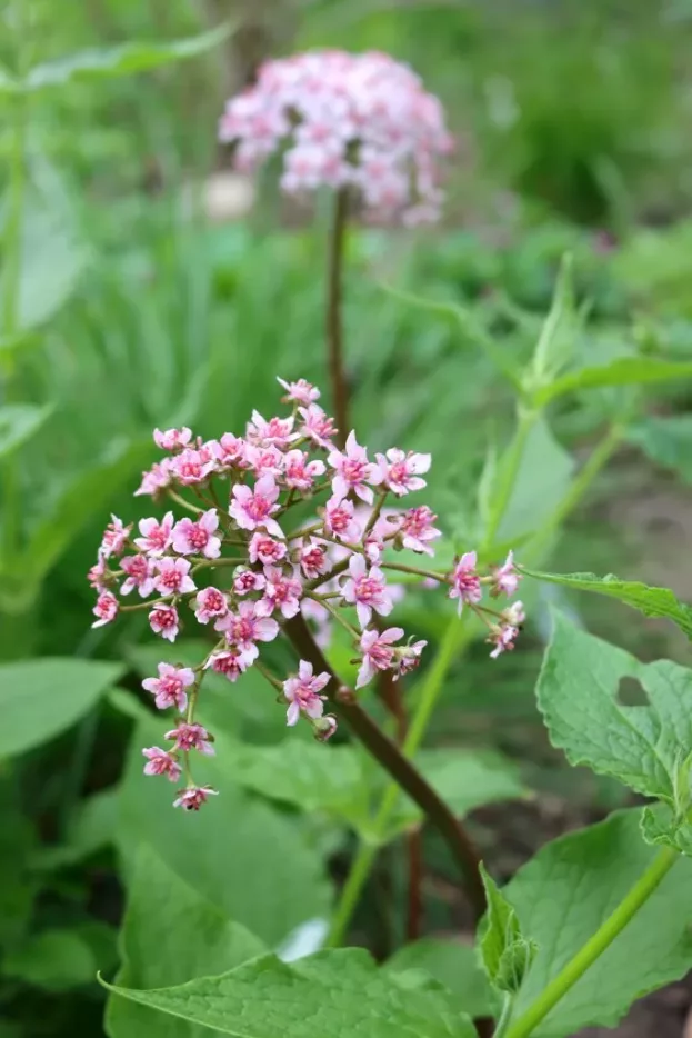 Darmera peltata, Schildblatt