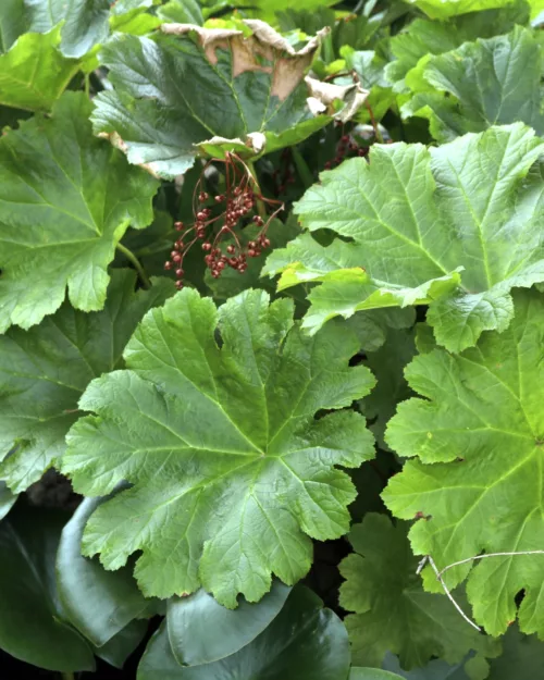 Darmera peltata Blatt