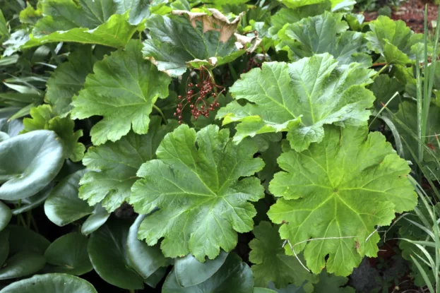 Darmera peltata Blatt