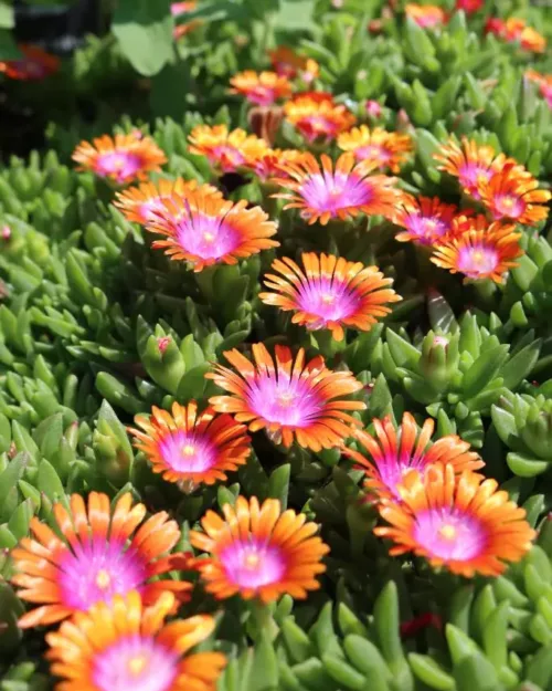 Delosperma 'Fire Spinner', Mittagsblume