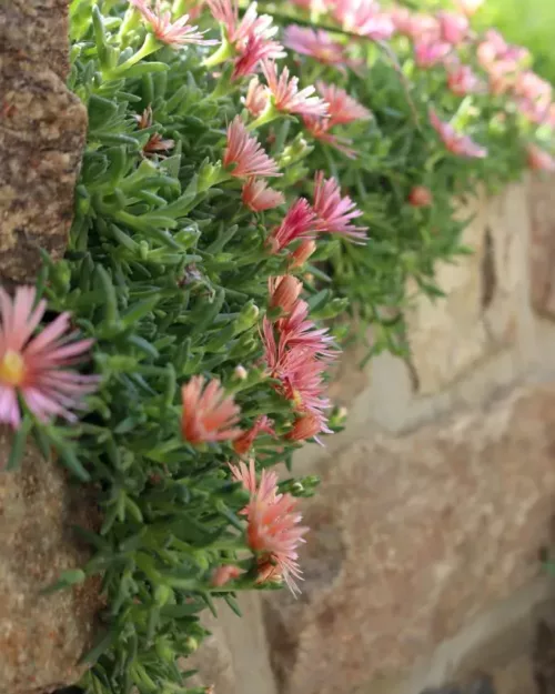 Delosperma 'Kelaidis, Mittagsblume