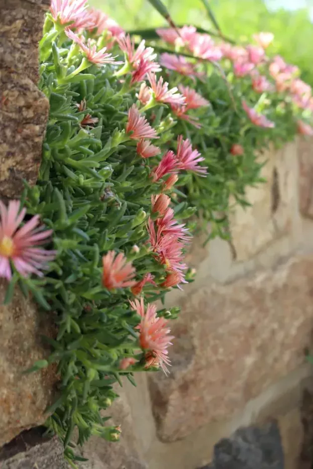 Delosperma 'Kelaidis, Mittagsblume