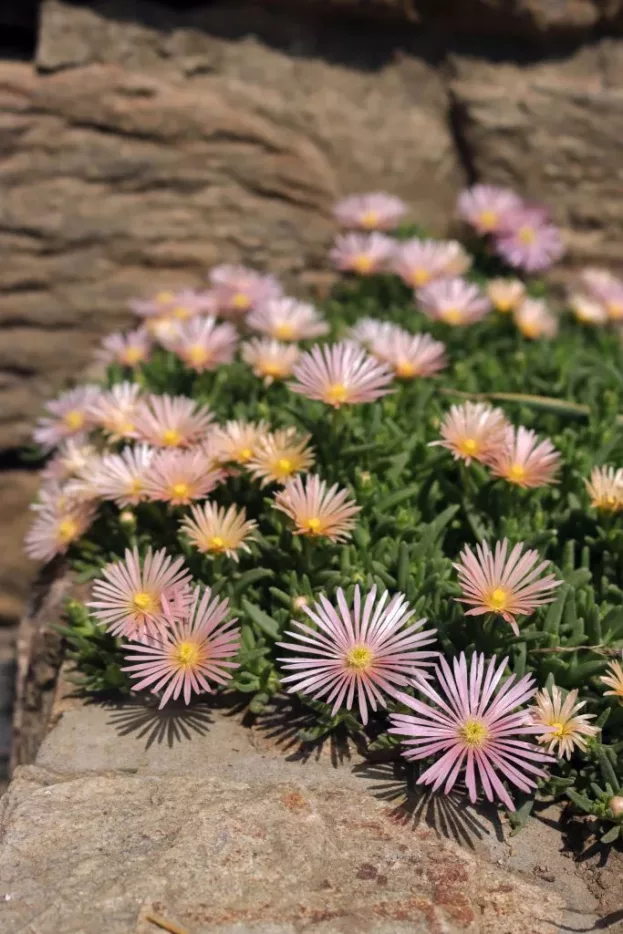 Delosperma 'Kelaidis' Mesa Verde, Mittagsblume