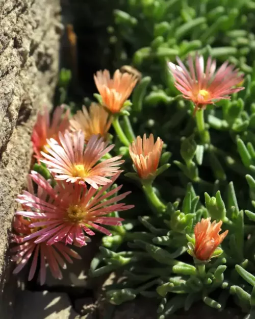 Delosperma 'Kelaidis' (Mesa Verde), Mittagsblume