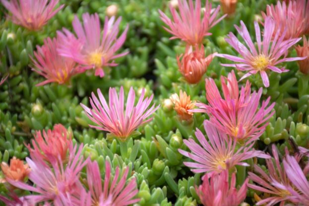 Delosperma 'Kelaidis' Mesa Verde, Mittagsblume