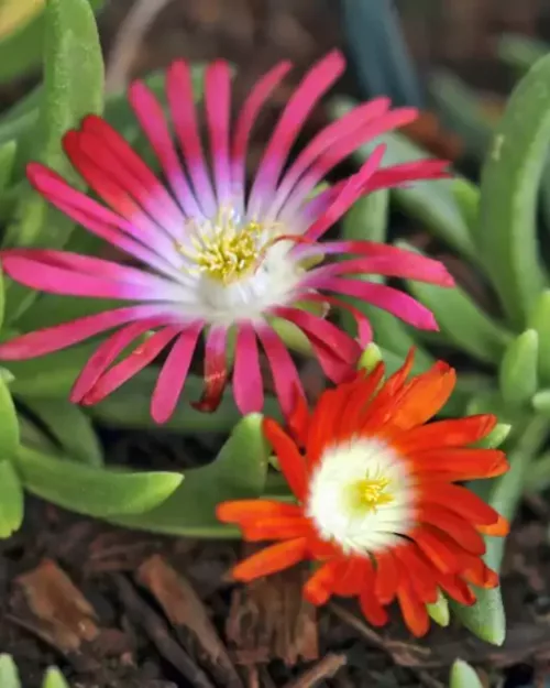 Delosperma 'Red Mountain', Mittagsblume
