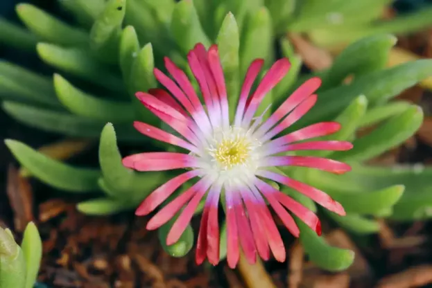 Delosperma 'Red Mountain', Mittagsblume