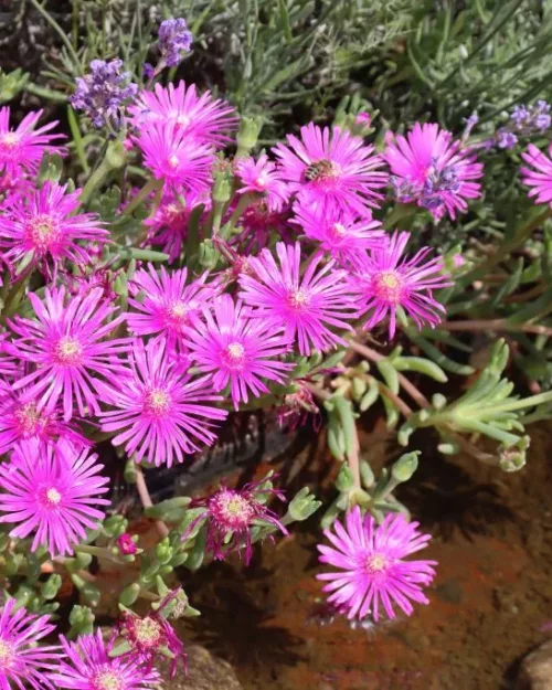 Delosperma cooperi, Mittagsblume