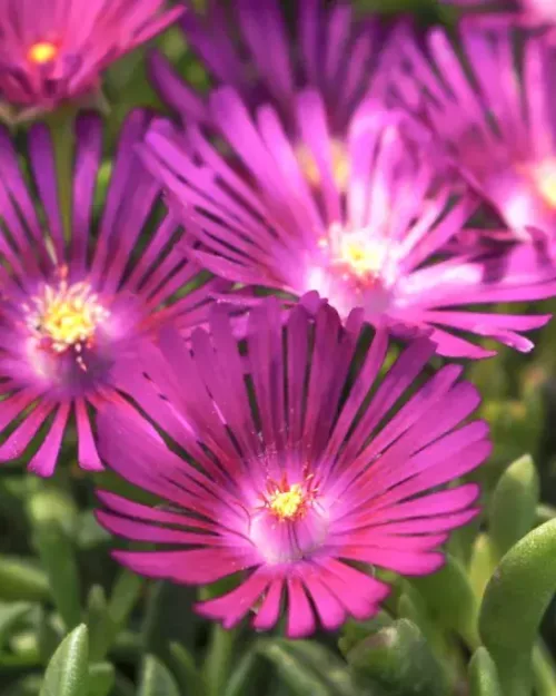 Delosperma obtusum 'John Proffitt' (Table Mountain)