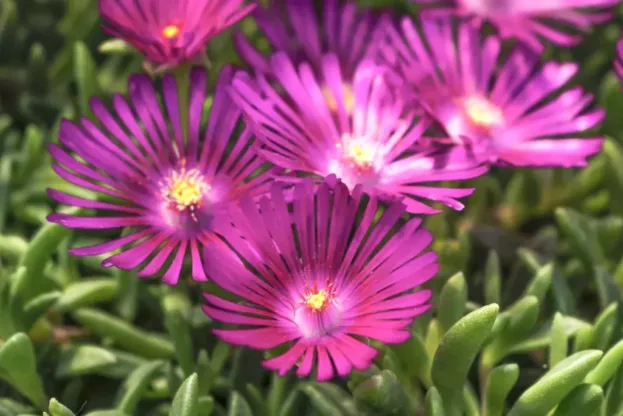 Delosperma obtusum 'John Proffitt' (Table Mountain)