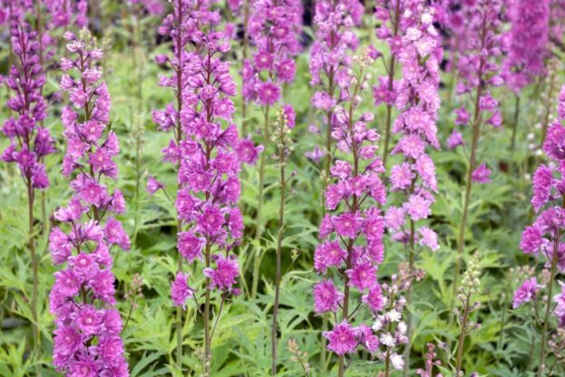 Delphinium Highlander 'Flamenco', Hoher Rittersporn