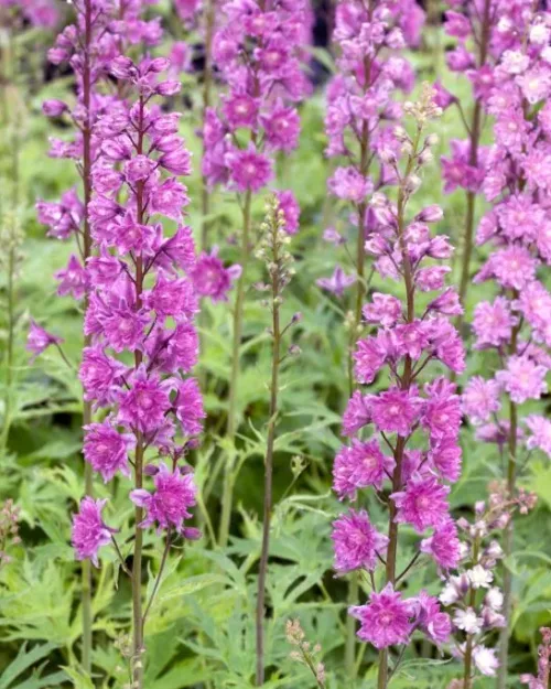 Delphinium Highlander 'Flamenco', Hoher Rittersporn