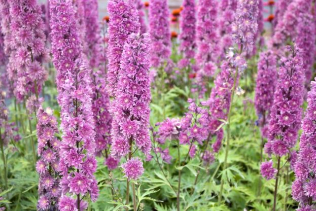 Delphinium Highlander 'Flamenco', Hoher Rittersporn