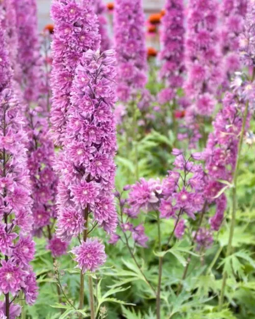 Delphinium Highlander 'Flamenco', Hoher Rittersporn