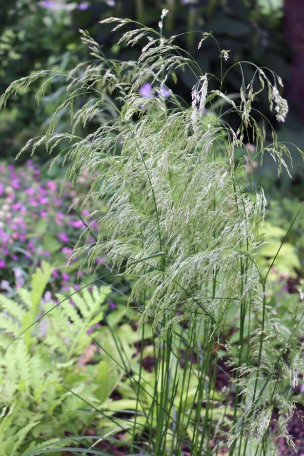 Deschampsia Goldschleier - Waldschmiele