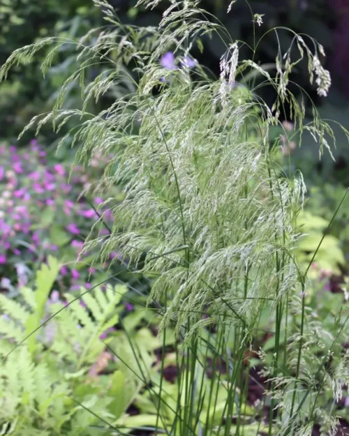 Deschampsia Goldschleier - Waldschmiele