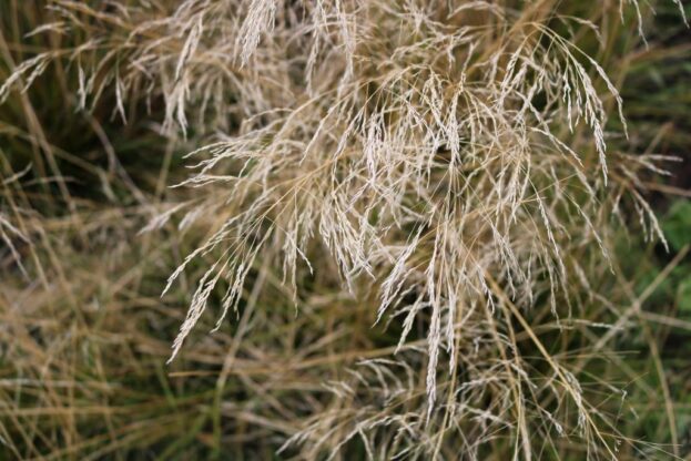 Deschampsia Goldschleier - Waldschmiele