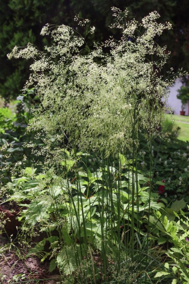 Deschampsia Goldschleier - Waldschmiele