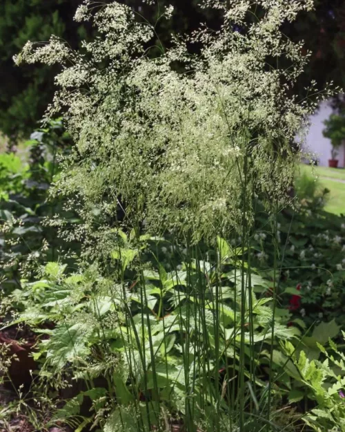 Deschampsia Goldschleier - Waldschmiele